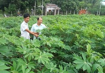 Triển khai nhân giống mì mới