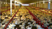 Tay Ninh, Mekong Delta emerging as Vietnam’s strategic Halal hub
