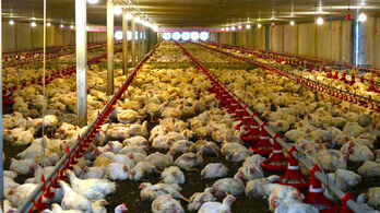 Tay Ninh, Mekong Delta emerging as Vietnam’s strategic Halal hub