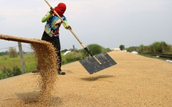 Philippines optimistic about record-high rice output