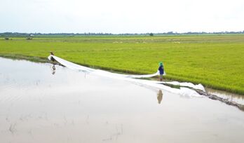 Gần 250ha lúa có nguy cơ bị ảnh hưởng bởi lũ