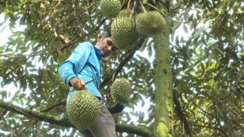 Kinh tế tập thể - Động lực phát triển nông nghiệp, nông thôn
