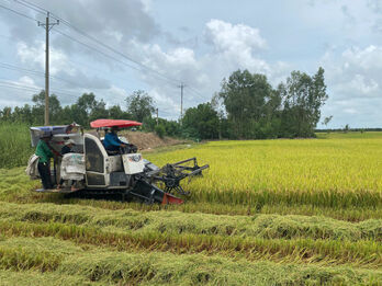 Improving rice quality