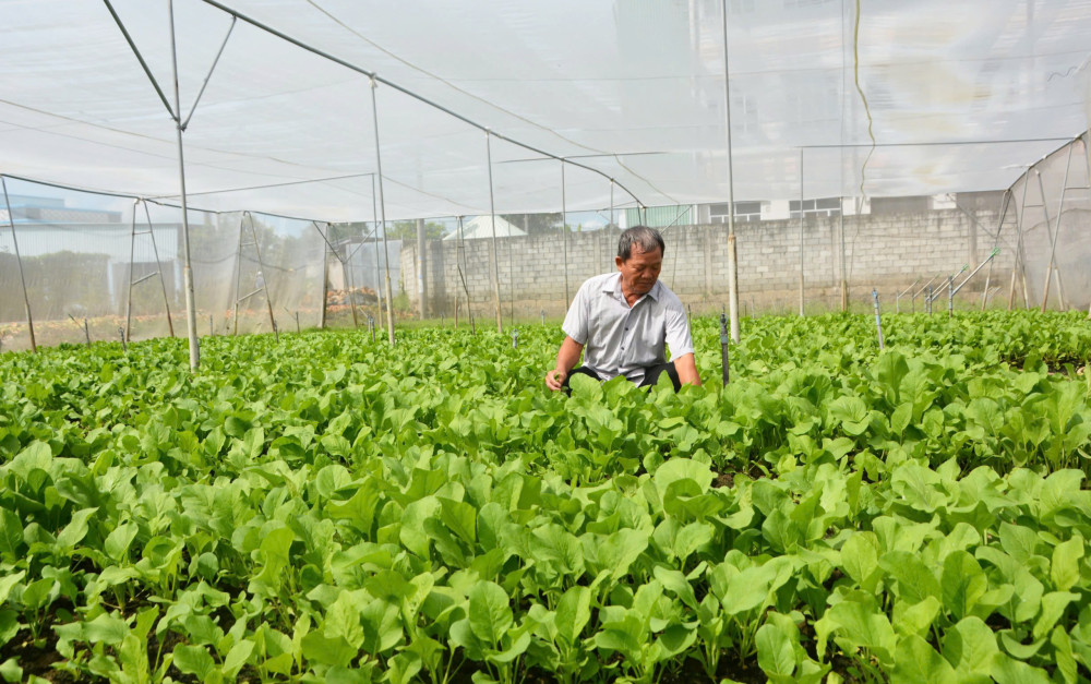 Ứng dụng công nghệ cao, phát triển nông nghiệp bền vững