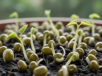 4 cách ăn đậu xanh tốt nhất cho người tiểu đường