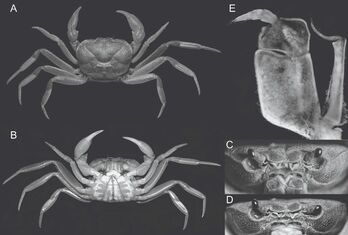 Đi tìm loài cua nước nước ngọt Tayninhon nuibaden