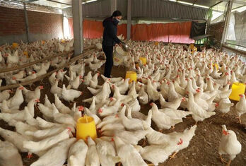 Livestock exports hit 447.5 million USD in nine months