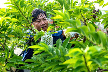 Collective economy - Driving force for agricultural and rural development