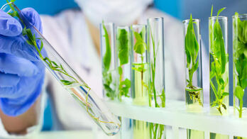 Nhóm nghiên cứu gốc Việt giải mã thực vật tạo ra chất chống ung thư