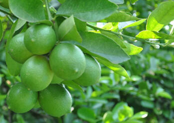 Ngành hàng, sản phẩm nông nghiệp của Tây Ninh được khuyến khích và ưu tiên hỗ trợ liên kết sản xuất – tiêu thụ