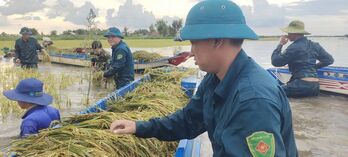 Lực lượng dân quân giúp dân gặt lúa chạy lũ