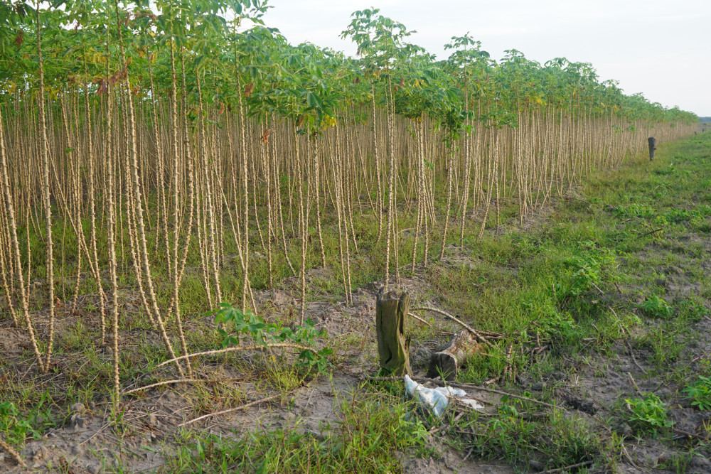  Trên đảo Nhím còn nhiều ruộng mì chờ nhân công thu hoạch