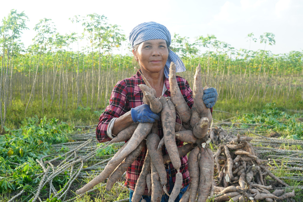 Năm nay, mì trên đảo Nhím có năng suất khá cao