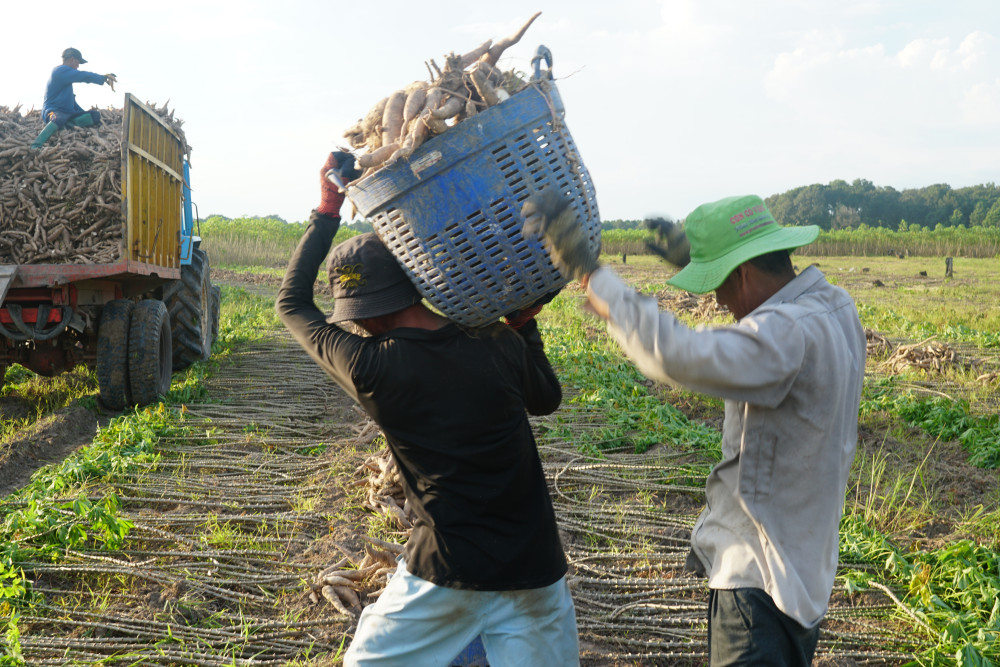 Từng cần xé mì đầy ắp được nhân công vác lên rờ- mooc máy cày