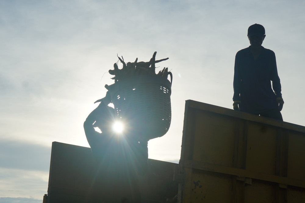 Công việc của nhân công thu hoạch mì khá nặng nhọc