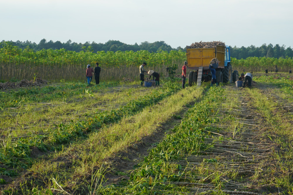 Thu hoạch mì buổi chiều trên đảo Nhím