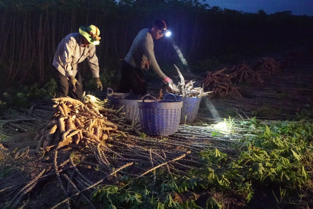 Tranh thủ nhổ mì liên tục từ khuya hôm trước đến tối hôm sau để tránh bị ngập úng