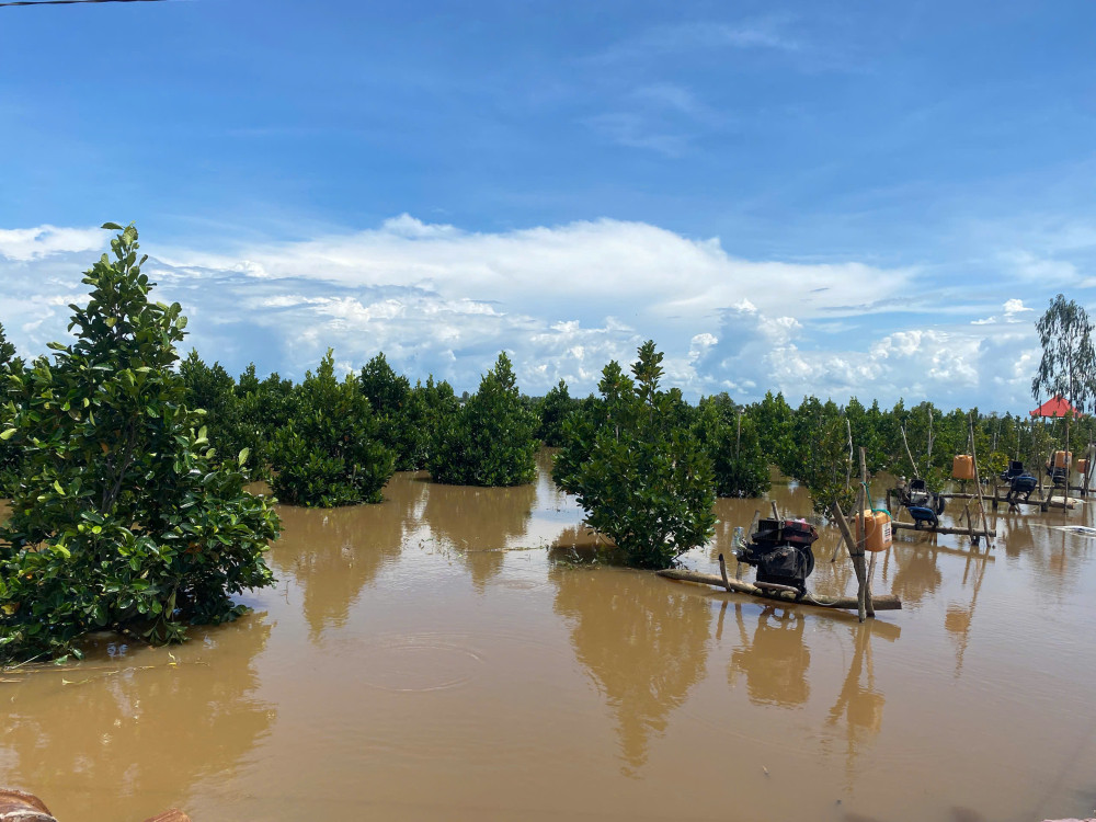 Hàng trăm hécta lúa, cây ăn trái vùng Đồng Tháp Mười có nguy cơ bị ảnh hưởng bởi lũ
