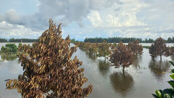 Xã Vĩnh Thạnh: Hàng chục ha lúa và cây ăn trái bị thiệt hại do lũ