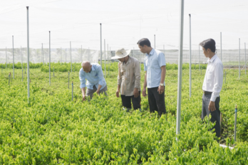 Vietnam Farmers' Union accompanies Tay Ninh in building modern agriculture