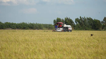 Tây Ninh: Sản lượng lúa năm 2025 ước đạt hơn 4,1 triệu tấn