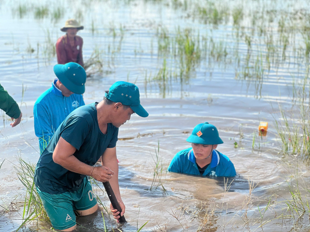Dân quân xã Hưng Điền dầm mình trong nước gia cố đê bao bảo vệ lúa