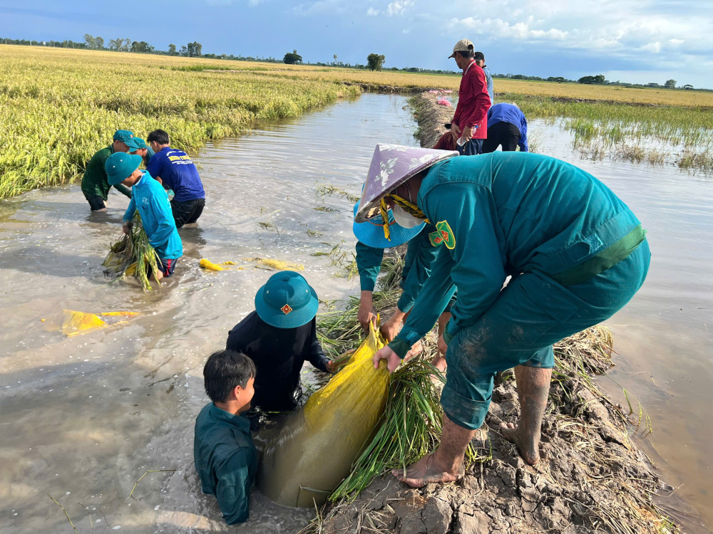 Dân quân xã Hưng Điền dầm mình trong nước gia cố đê bao bảo vệ lúa
