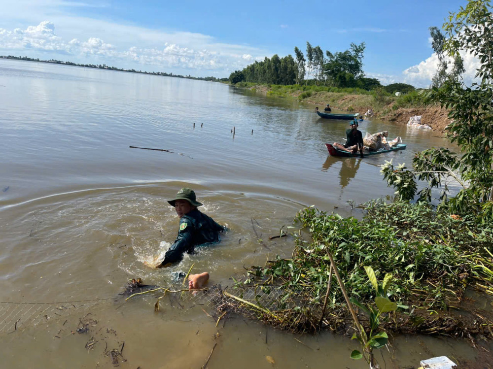 Dân quân xã Hưng Điền dầm mình trong nước gia cố đê bao bảo vệ lúa