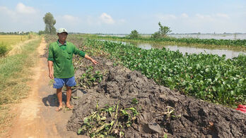 Nỗ lực cứu lúa do nước lũ dâng nhanh