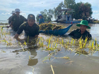 Xã Vĩnh Hưng giúp dân thu hoạch gần 2ha lúa bị nước lũ nhấn chìm