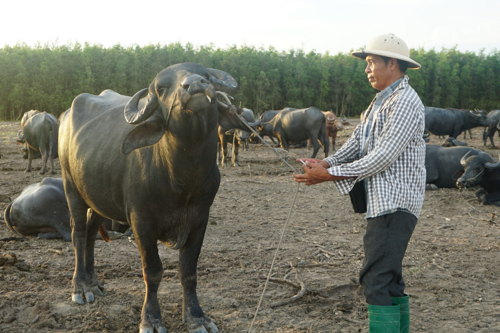 Hằng ngày, dù bận nhiều việc đồng áng, nhưng ông Bảo vẫn dành thời gian chăm nom đàn trâu của mình
