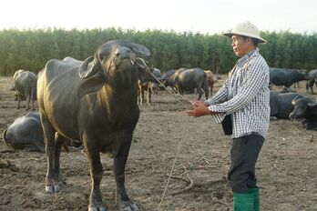 Người sở hữu đàn trâu quý hiếm