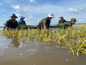 Tây Ninh: Hơn 250ha lúa và cây ăn trái thiệt hại do lũ