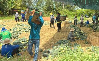 Nông dân Bình Hiệp thu hoạch 200ha dưa hấu vụ Hè Thu