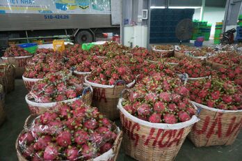 Giá thanh long giảm mạnh