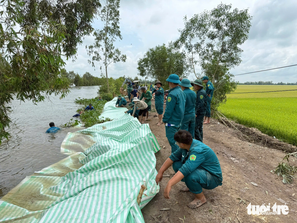 Nước lũ dâng, An Giang huy động dân quân đắp đập, gia cố đê bảo vệ lúa