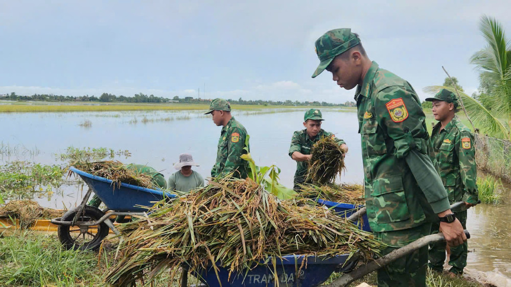 Bộ đội biên phòng giúp dân hộ đê, cứu lúa