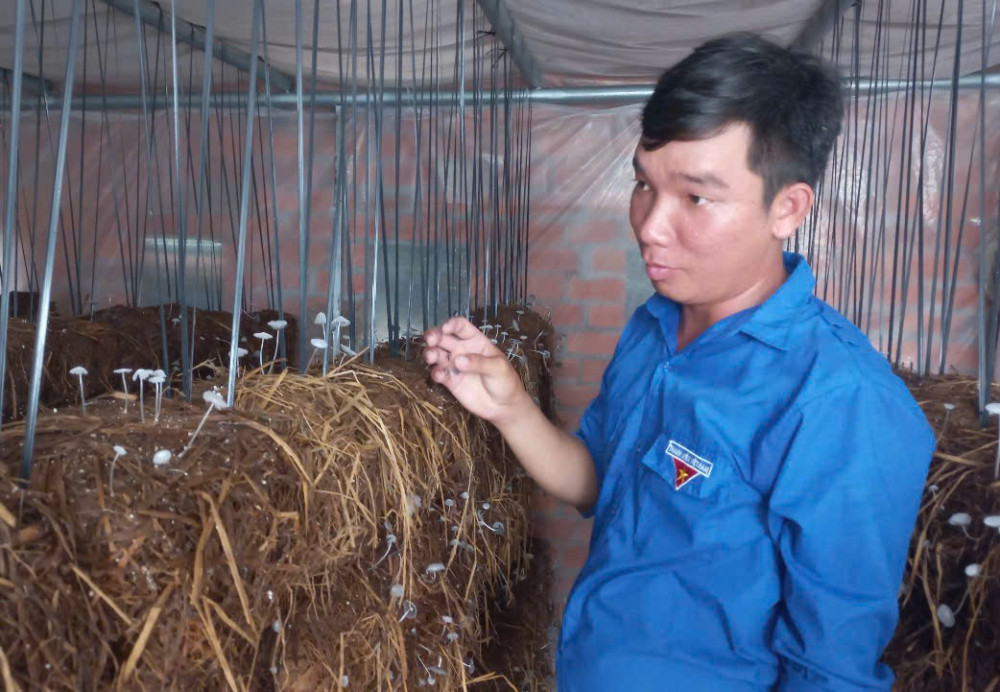 Thanh niên khởi nghiệp với trồng nấm rơm trong nhà kính