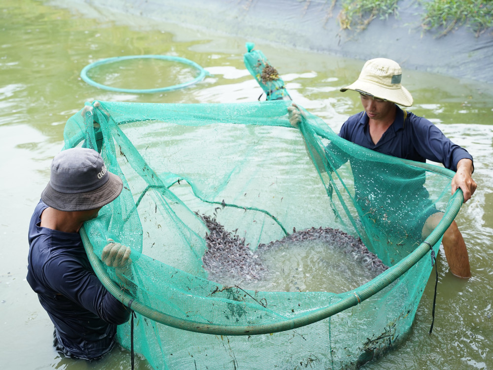 Trang trại của gia đình anh Liêm đang cung cấp cá giống cho nhiều hộ nuôi thủy sản khu vực miền Tây