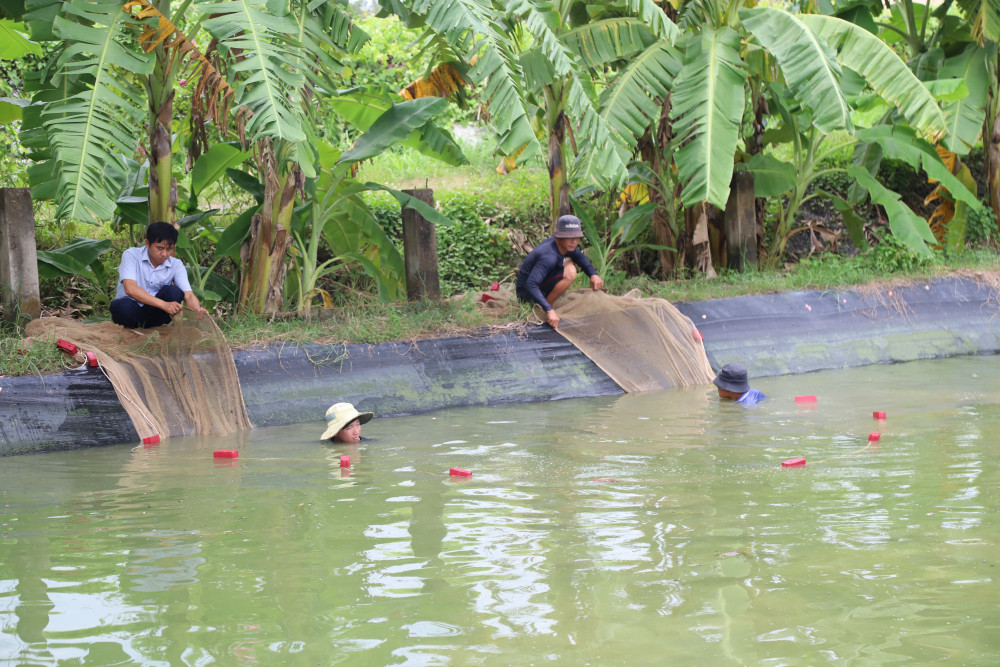 Anh Liêm thu hoạch cá giống 