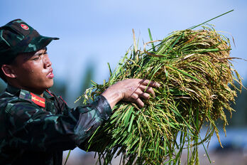 Giúp dân giữ mùa vàng giữa lũ