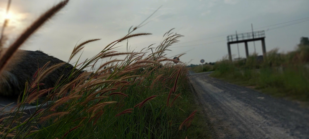 Đi tìm những mùa lau