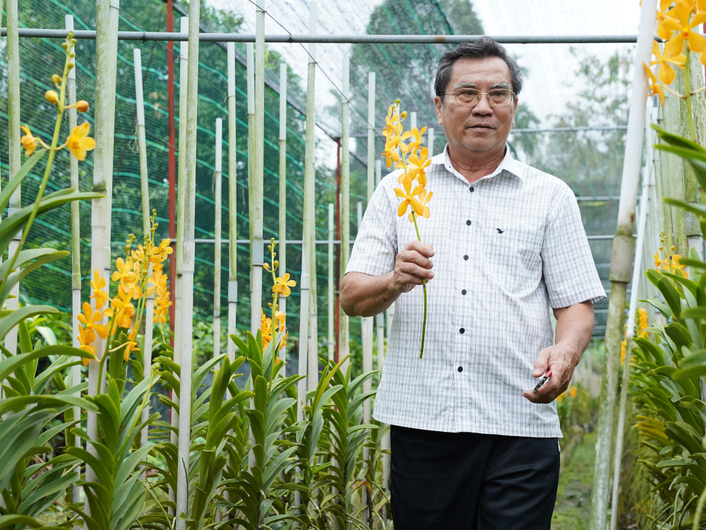 Ở tuổi ngoài 60, hằng ngay ông Trở vẫn tự tay chăm sóc vườn lan