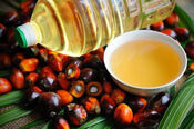 Indonesia’s palm oil production set to rise 10% in 2025