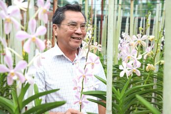 Lão nông làm giàu từ cây lan Mokara Lão nông làm giàu từ cây lan Mokara