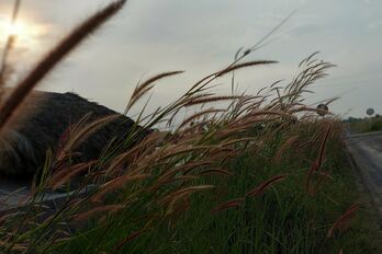 Đi tìm những mùa lau