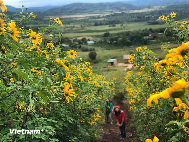 Tuần lễ hoa dã quỳ-Núi lửa Chư Đang Ya 2025: Điểm nhấn văn hóa du lịch Gia Lai