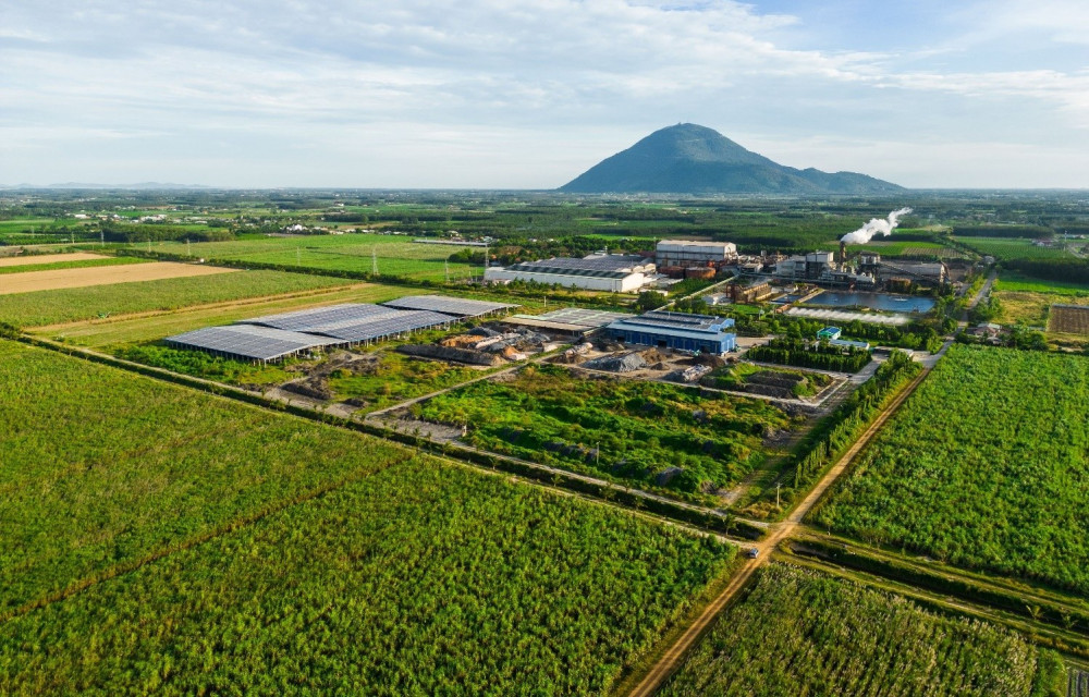 Diện tích mía trong vùng nguyên liệu AgriS Tây Ninh tiếp tục tăng trưởng