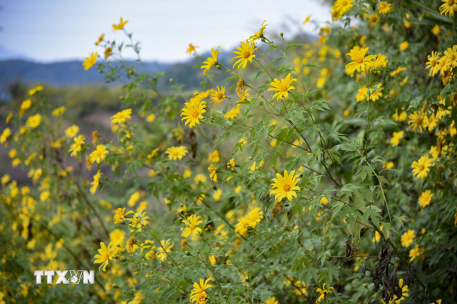 Tuần lễ hoa dã quỳ-Núi lửa Chư Đang Ya 2025: Điểm nhấn văn hóa du lịch Gia Lai