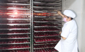 Ensuring safety and hygiene from production to processing